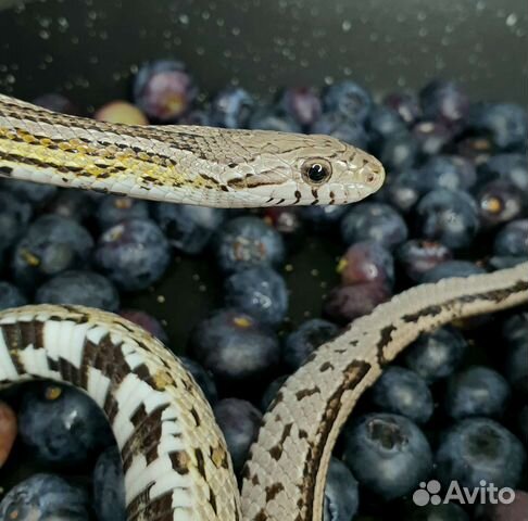 Змеи для фотосессии