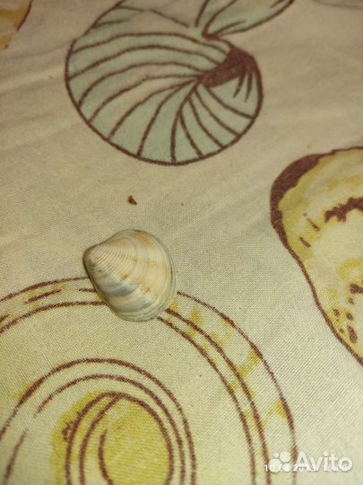 Ракушки разны