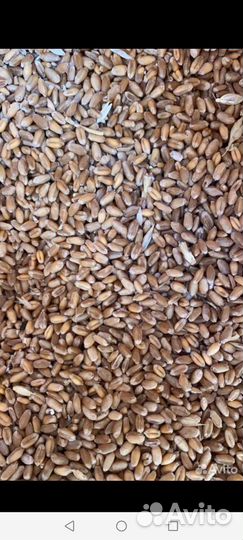Зерно пшеница ячмень