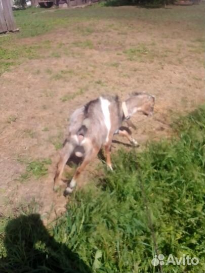 Козел ламанча