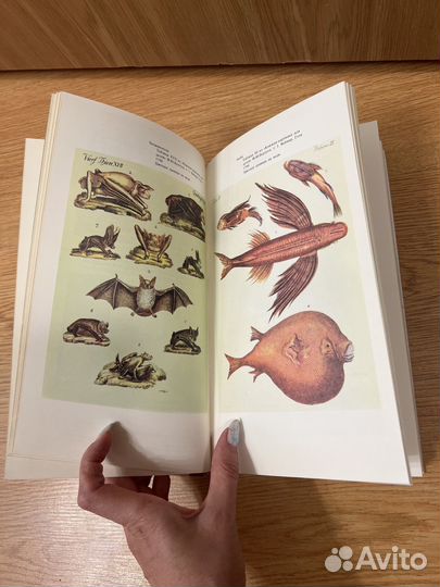 Ганкина Э. Детская книга вчера и сегодня.1988 г