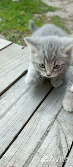 Продажа котят