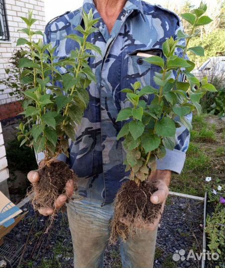 Чубушник и сирень махровая