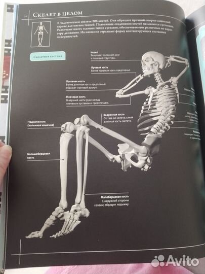 Анатомия человека 360. Иллюстрированный атлас