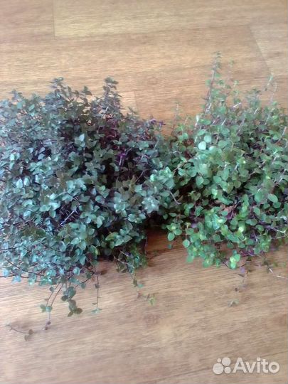 Каллизия зелёная