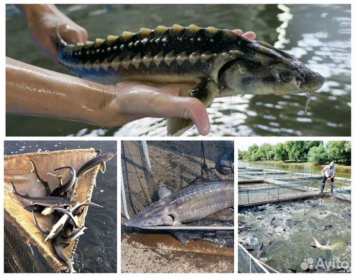 Царская рыба свежая