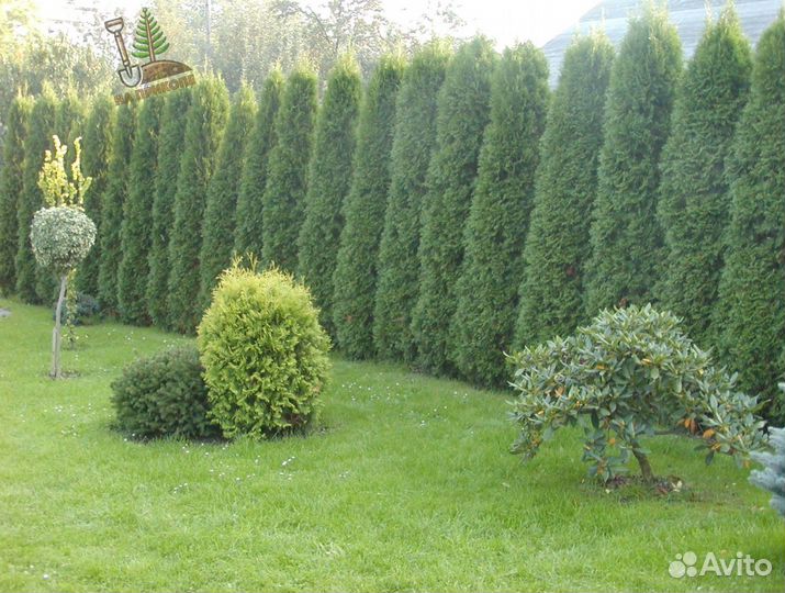 Туя брабант 170 см
