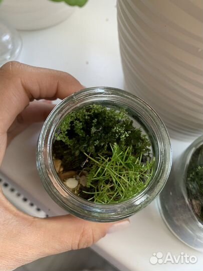 Мохариум, флорариум из натуральной природы