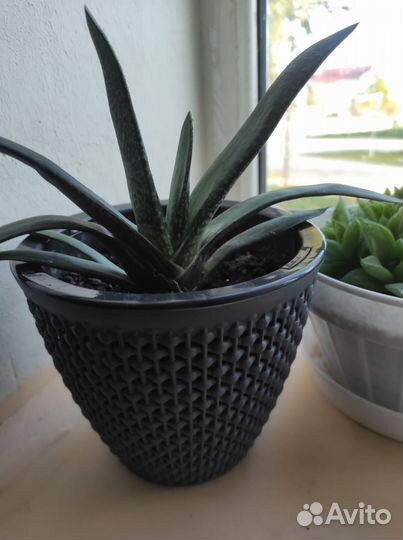 Сансевиерия