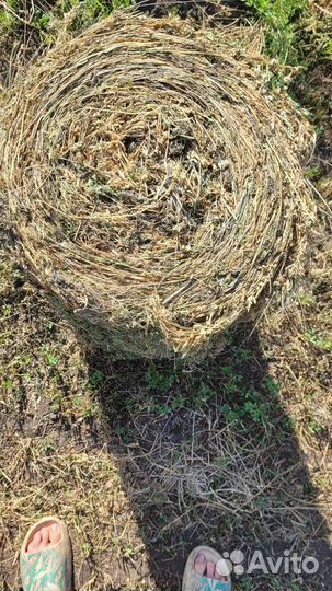 Сено в тюках