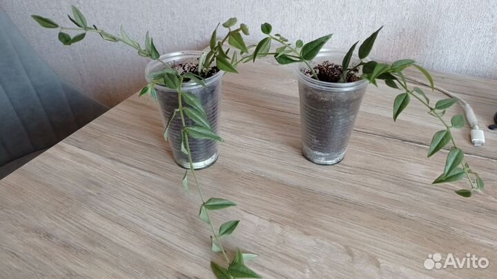 Хойя цветущая