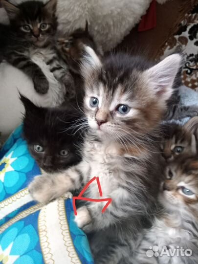 Метисы Мэйн куна