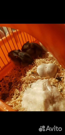 Продам 3-х французских серобрюхих хомячков
