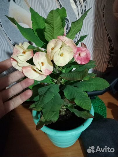 Эуфорбия миля