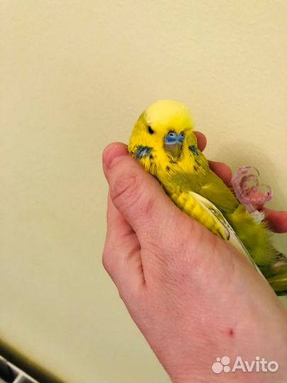 Волнистый попугай чех ручной