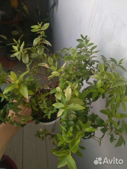 Миртовое дерево вариегатное