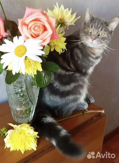Кот в добрые руки