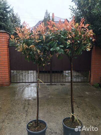 Фотиния на штамбе