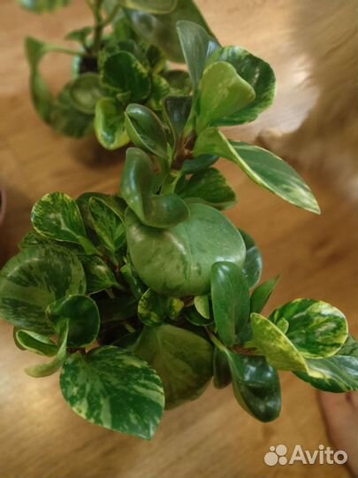 Пеперомия вариегатная