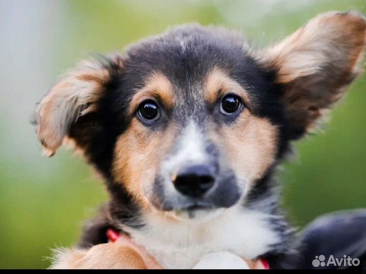 Щенок в добрые руки