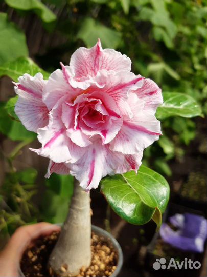 Адениум прививка