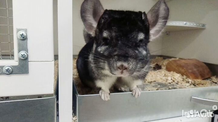 Питомник шиншилл