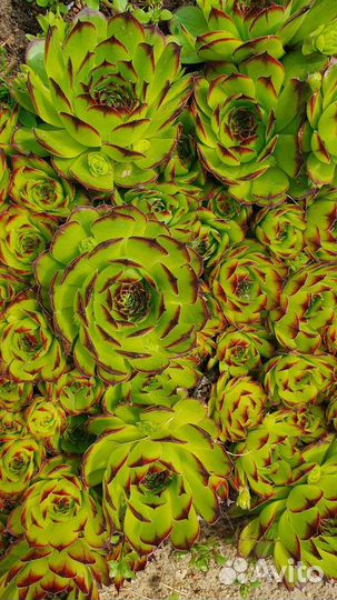 Молодило каменная роза для горки, деленка 5шт