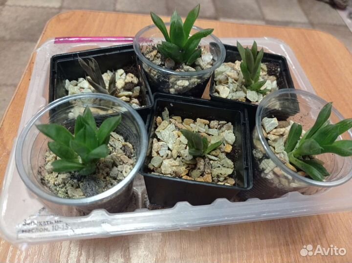 Суккуленты, хавортия, крассула, денежное дерево