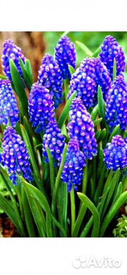 Цветы луковицы многолетние ирисы мускари тюльпаны