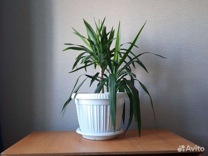 Юкка слоновая. большие комнатные цаеты