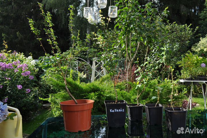 Барбарис Тунберга Kelleriis (Келлерис)