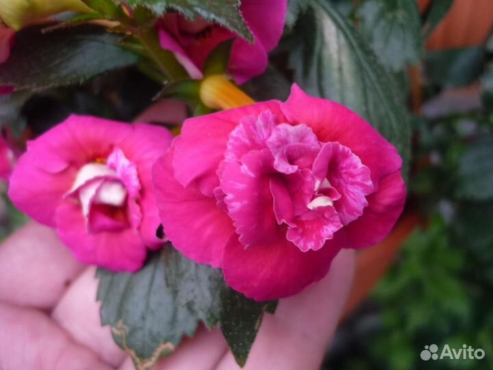 Ризомы ахименесов