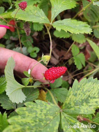 Земляника ремонтантная рассада