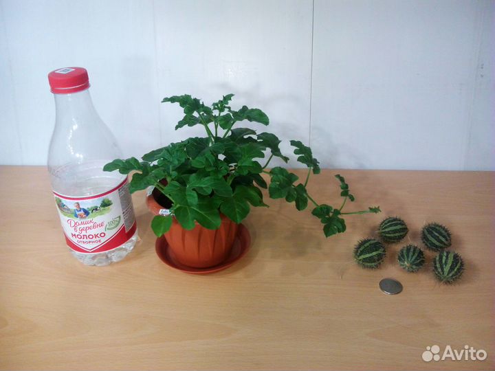 Экзотическое растение для балкона