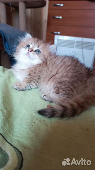 Золотые малыши