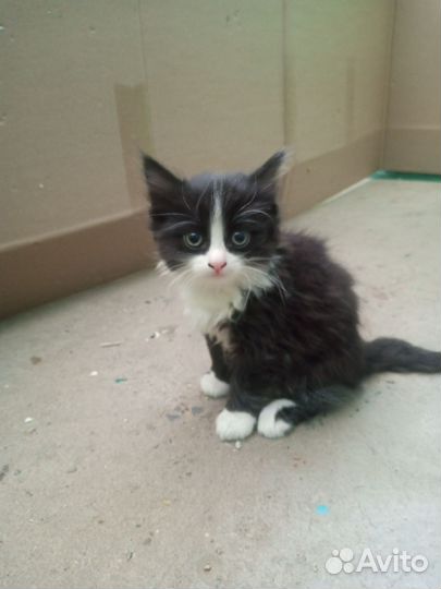 Отдаем котенка в добрые руки