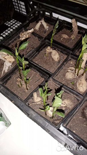 Георгины рассада