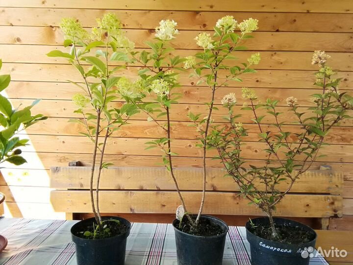 Гортензии метельчатые,крупнолистнные