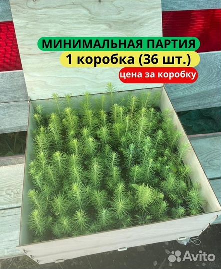 Саженцы ели зкс в розницу