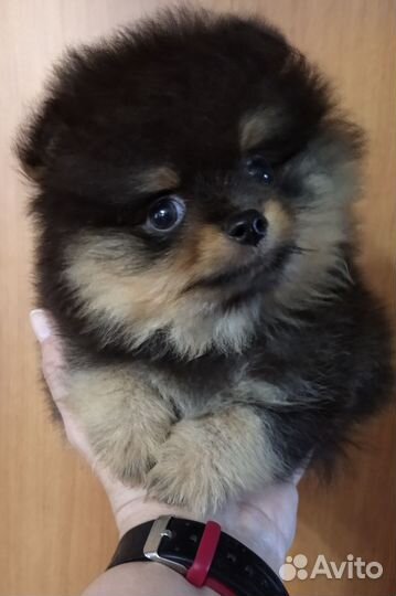 Щенки шпица