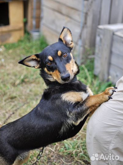 Собака полутакса