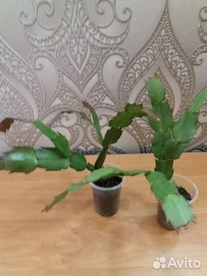 Цветок декабрист