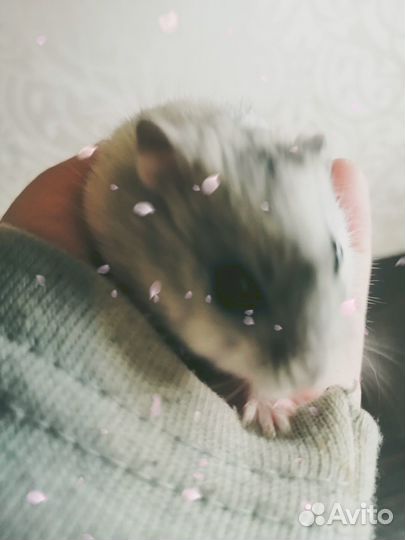 Передержка животных