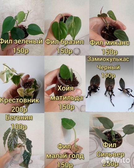 Разные комнатные растения