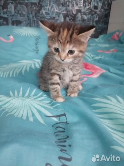 Кошка
