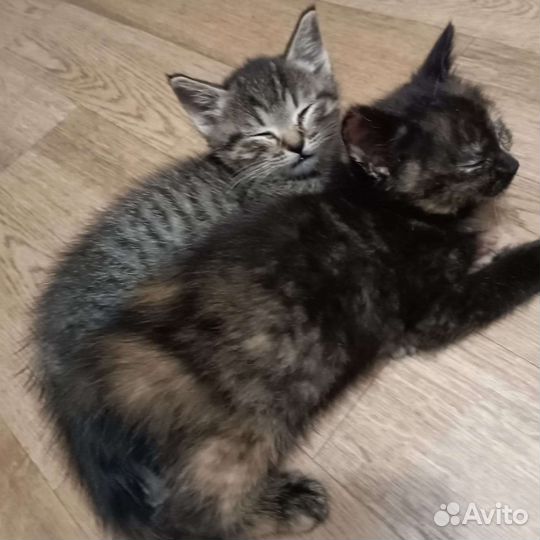 Шотландские котята помесные