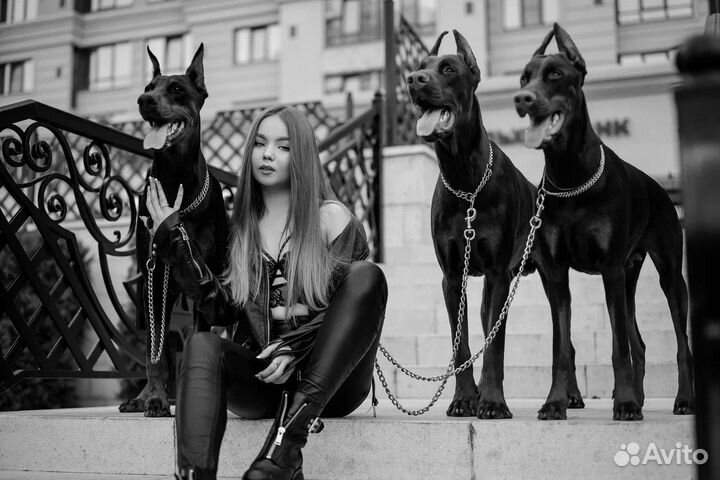 Фотосессия с доберманом