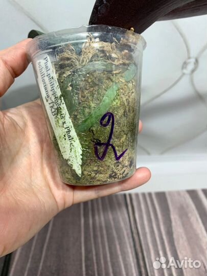 Орхидея philippinensis x schilleriana