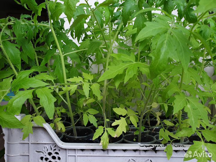 Рассада перцев, томатов, петунии