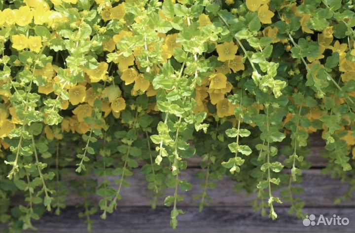 Вербейник монетчатый ауреа